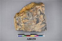 藏品(植物化石)的圖片